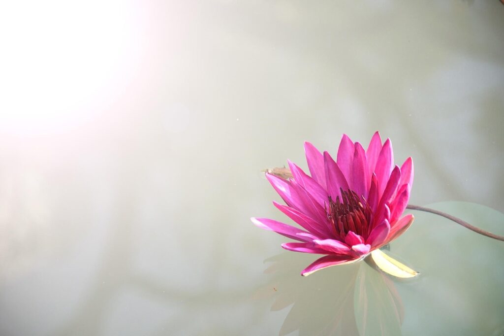 lotus, flower, flower background, pink, bloom, blossom, pink flower, pink lotus, beautiful flowers, lotus flower, petals, pink petals, aquatic plant, flora, nature, plant, flower wallpaper, nature wallpaper
